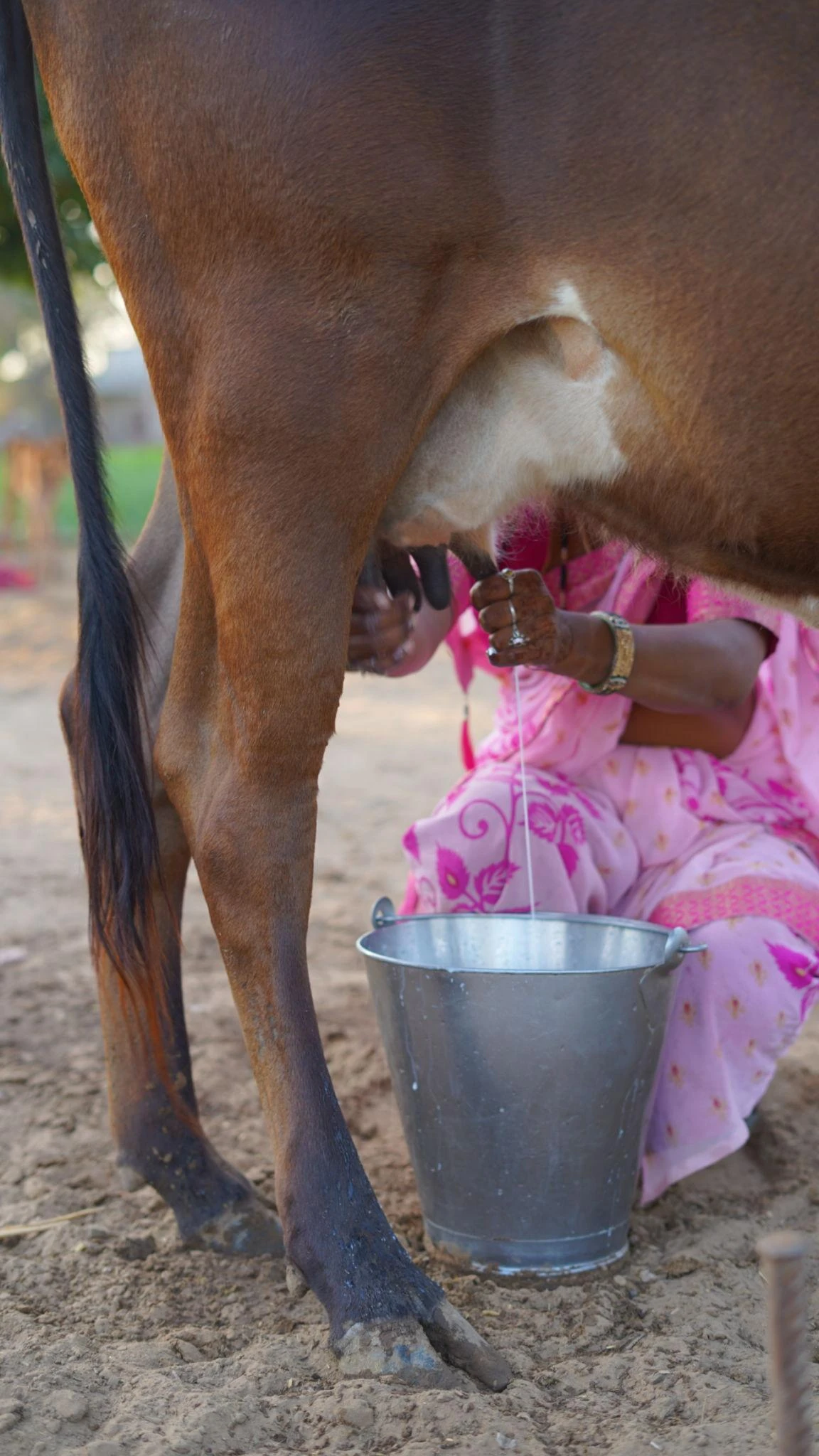 Ingredient: A2 COW MILK