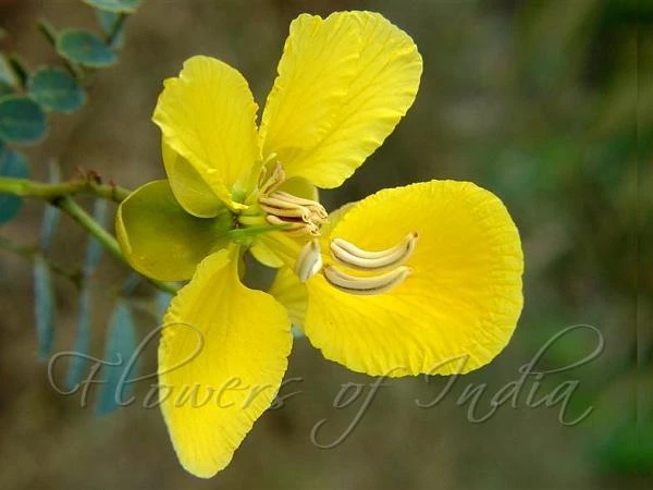 Ingredient: Tanner's Cassia